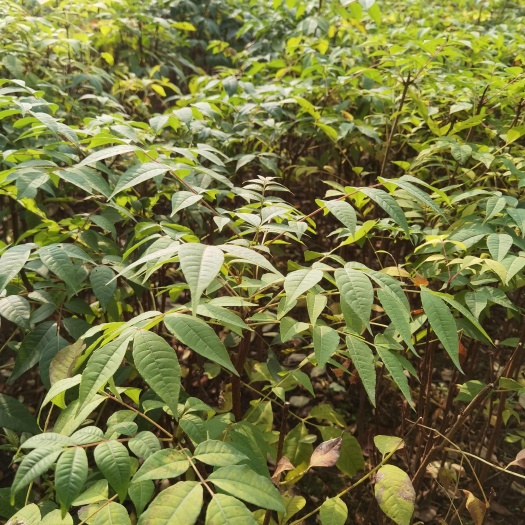 黄柏苗大批量出售川黄柏苗 厚皮黄柏苗基地直销