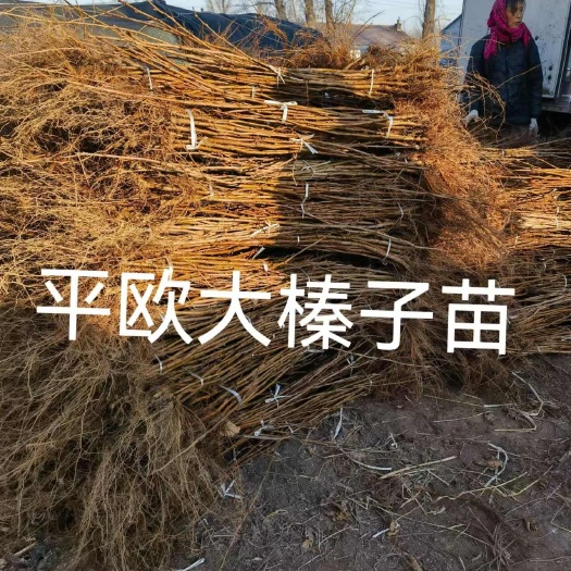 公主岭市大榛子树苗