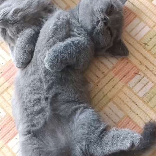 凌海市自家繁殖蓝猫