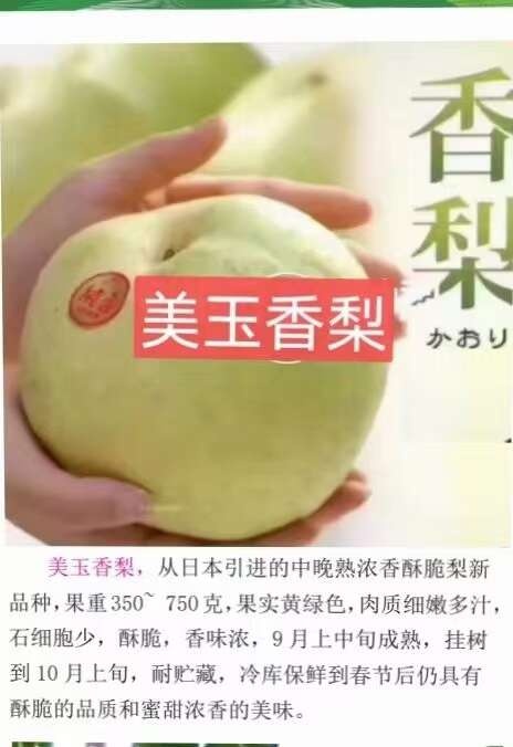 周口日本香梨苗