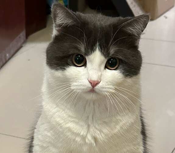 北京英短蓝白 蓝猫
