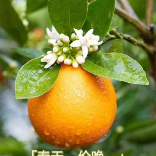 【伦晚春橙】果农直销无中间商价格优惠对接电商商超市场品质保证