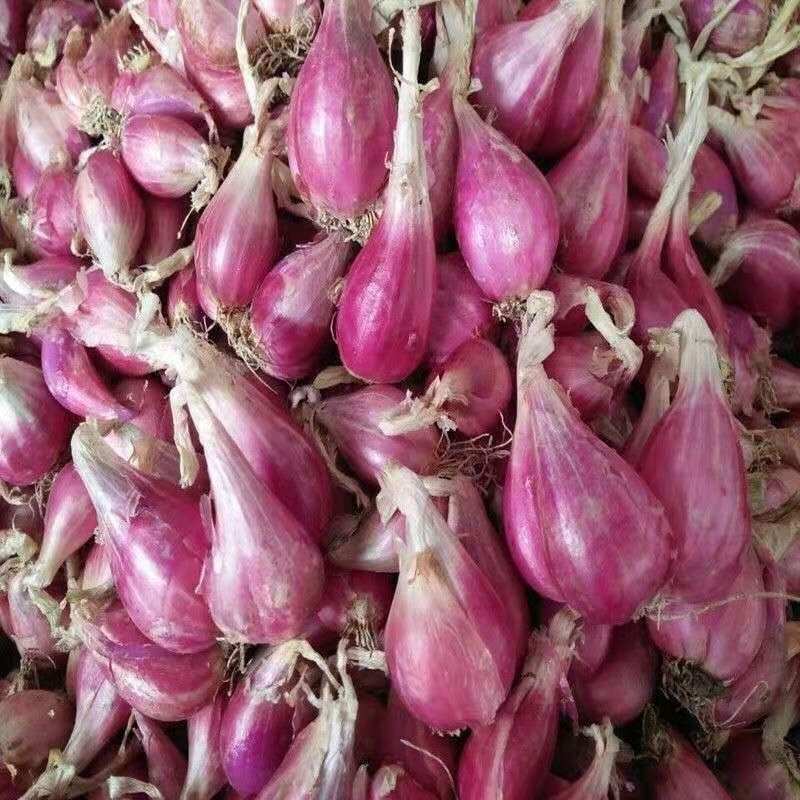 纯红葱头食用榨油四季小葱红葱头种