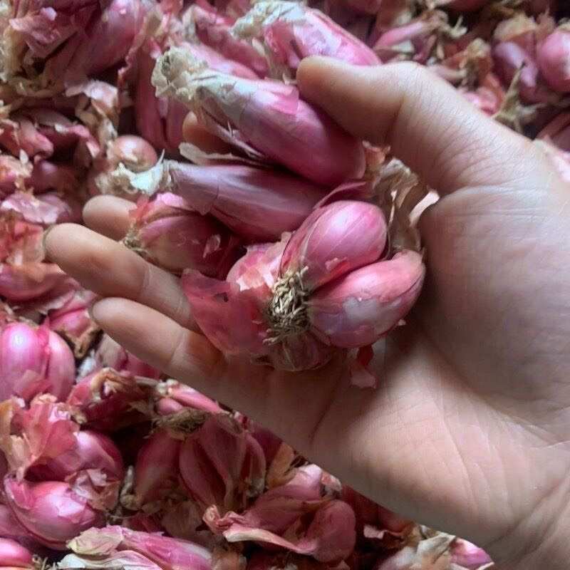 纯红葱头食用榨油四季小葱红葱头种
