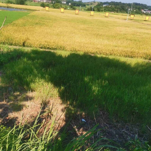 衡阳湖南衡阳地区  村集体资源出租