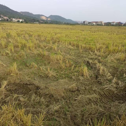 衡阳湖南衡阳地区   水稻田村集体资源出租
