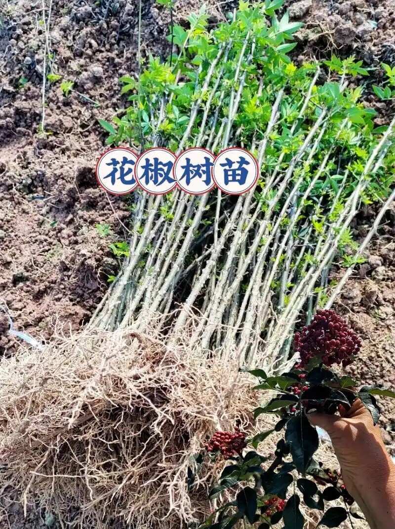 大红袍花椒苗  ，产地直销，量大优惠多，保湿发货！