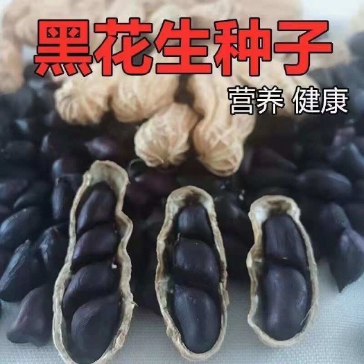 黑花生种子新品种大田种植蔬菜种子花生种子黑花生种子