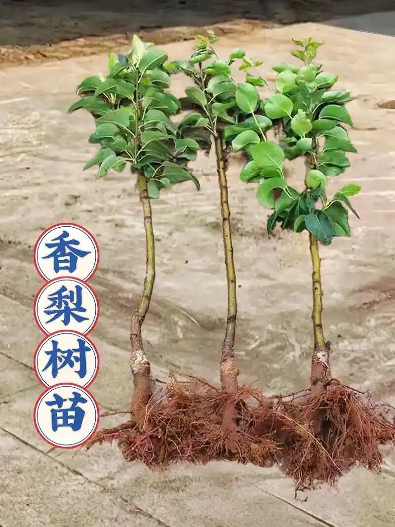 绛县梨树苗供应一年及以上各品种不同规格的梨树苗现挖现发保湿发货