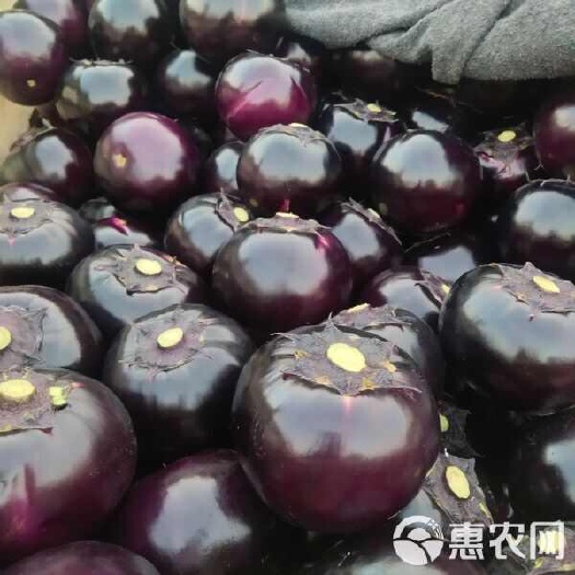 紫光圆茄原产地，品质保障，诚信经营，规格齐全