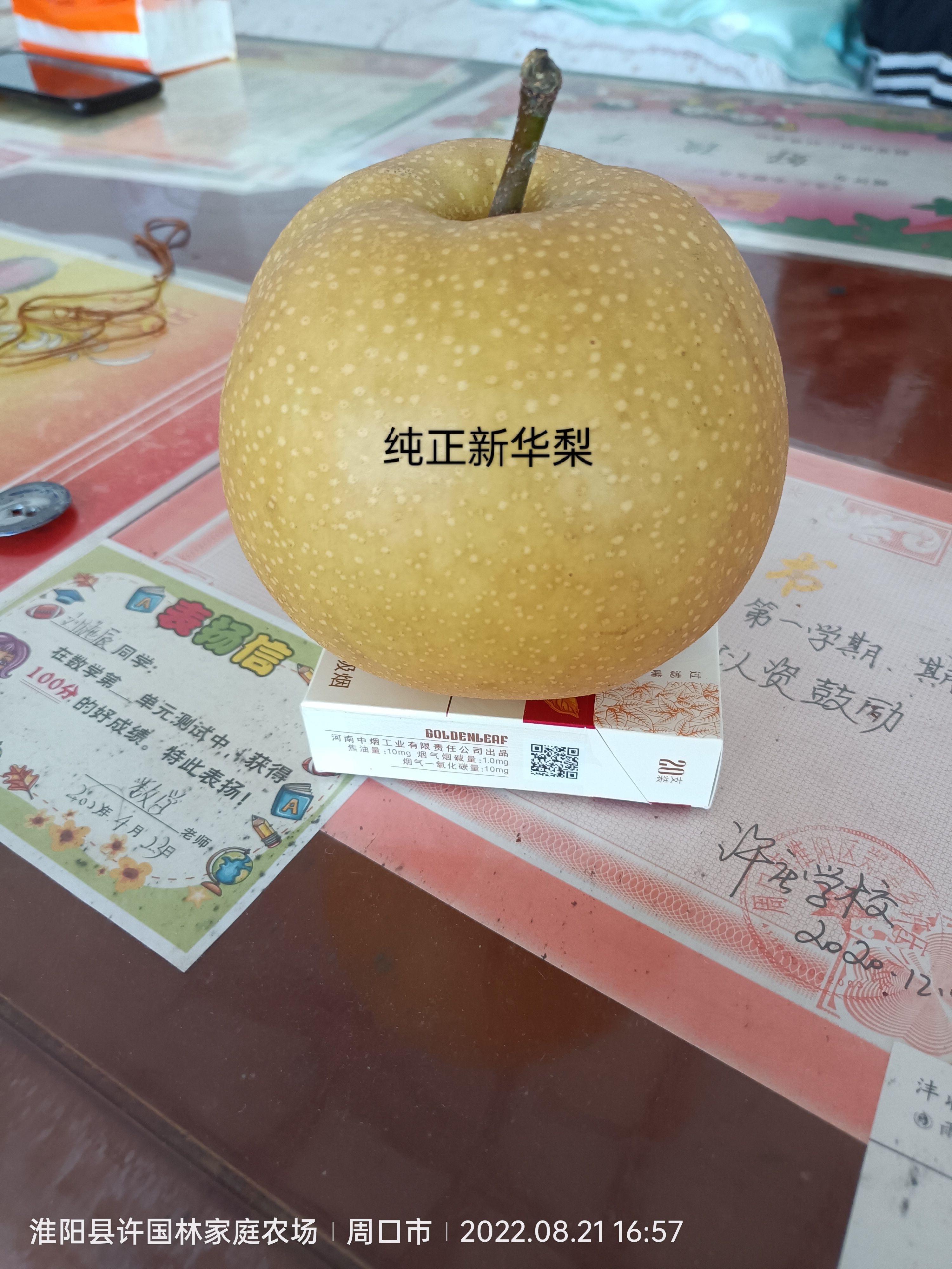 新华梨树苗