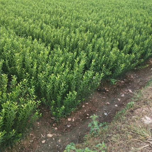 酸桔苗  酸柑苗  酸柑大小苗 现挖现发  包邮