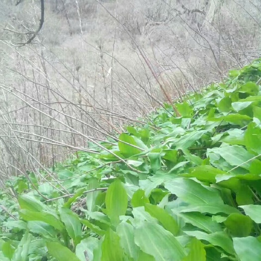 甘洛县茖葱 山葱，寒葱