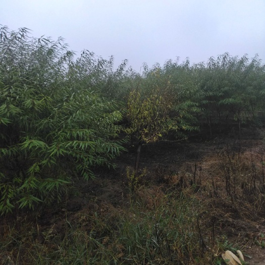 供应山桃苗，裸根苗，营养山桃苗，定植山桃苗
