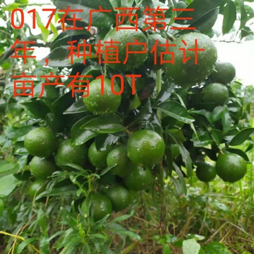 洪江市爱媛28号柑桔苗 红美人诱变优系果大丰产脱酸早快抗黄化代号(