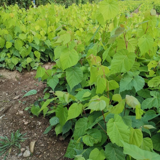 桓仁县椴树苗