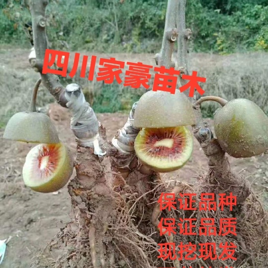 苍溪县苍溪红心猕猴桃苗 苍溪红心猕猴桃嫁接苗 现挖现发 保湿发