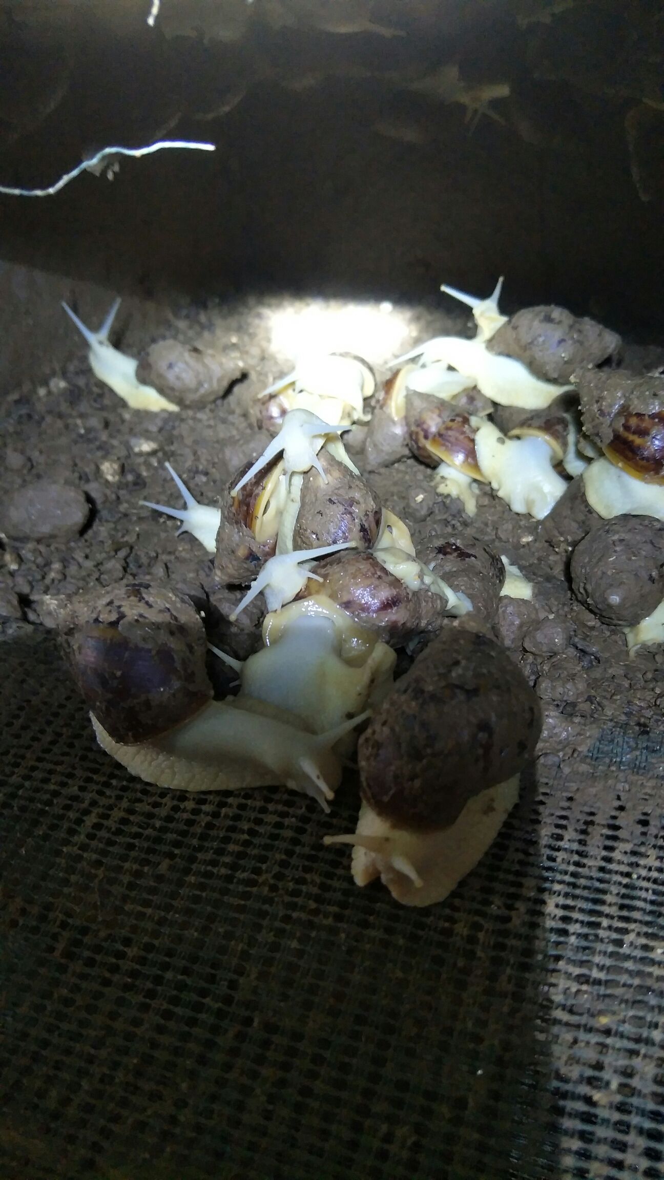  白玉蜗牛