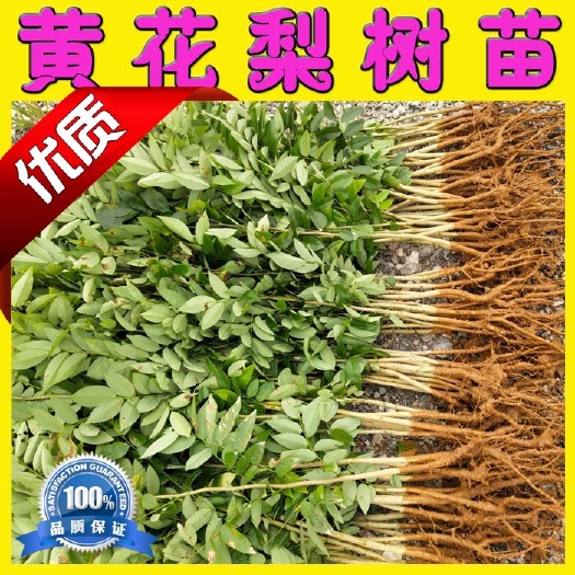 阳朔县海南黄花梨树苗 珍贵苗木 品种保证 园林绿化苗木基地直销