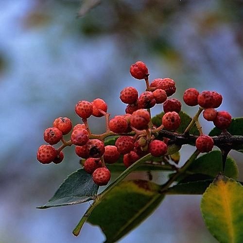 泰安小红袍花椒苗，优质花椒苗，当年生和一年以上树苗
