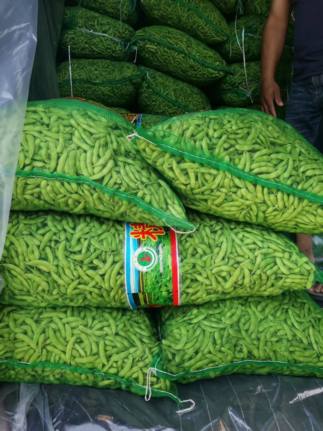  精品毛豆翠绿宝，需要的可以联系我