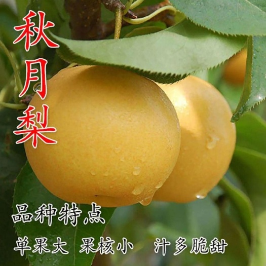 平邑县7年老店铺诚信经营，秋月梨树苗，皮薄肉多，脆甜核小，