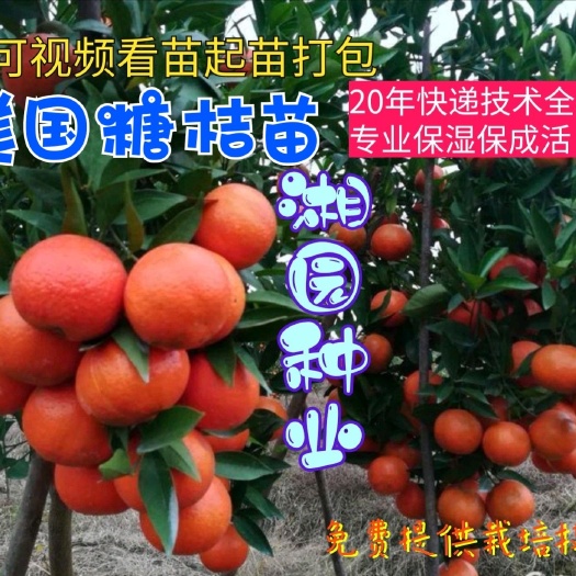 祁阳市美国糖桔苗  东方红桔 世纪红 可以通过视频起苗