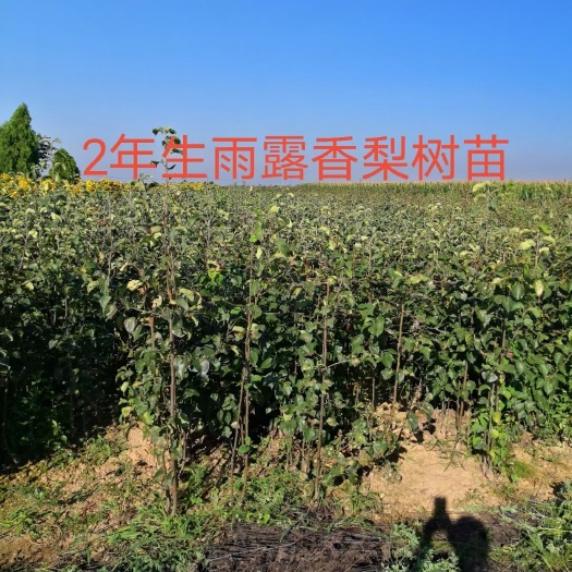 绛县玉露香梨树苗  雨露香梨树苗出售