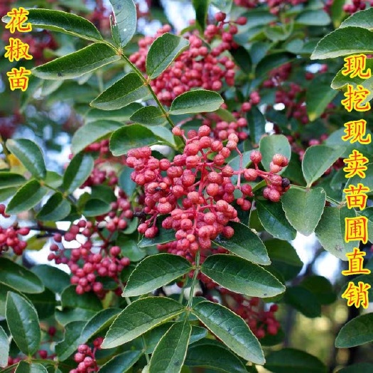 平邑县大红袍花椒苗  花椒苗树大红袍花椒树小苗无刺花椒四川藤椒盆栽