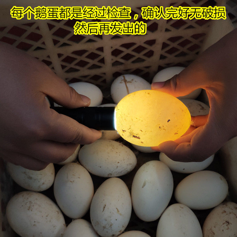 大鹅蛋土鹅蛋新鲜鹅蛋双黄鹅蛋狮头鹅蛋产地直发