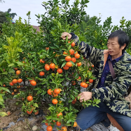 荣县美国糖桔苗新特品种 果实紧密 皮薄而脆