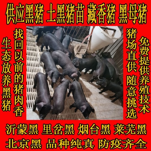 临朐县黑猪苗  沂蒙黑，里岔黑，烟台黑，北京黑，疫苗齐全猪场直供