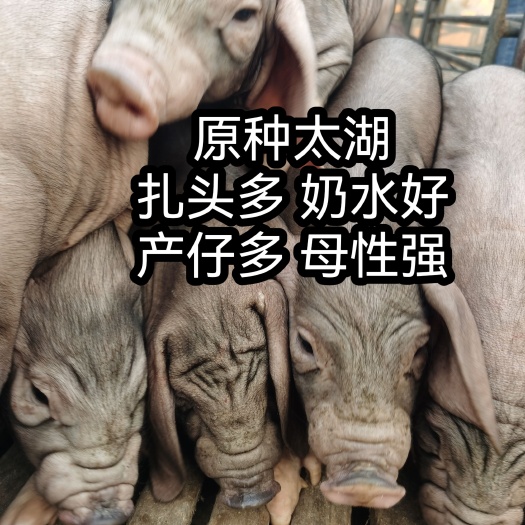 临朐县太湖猪苗 猪场直供太湖母猪猪苗！扎头多，奶水分泌好，产仔多高