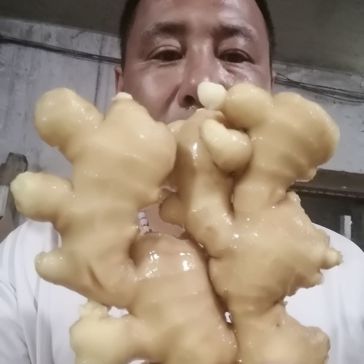 面姜  山东优质大黄姜小黄姜姜母姜巴子供应之中
