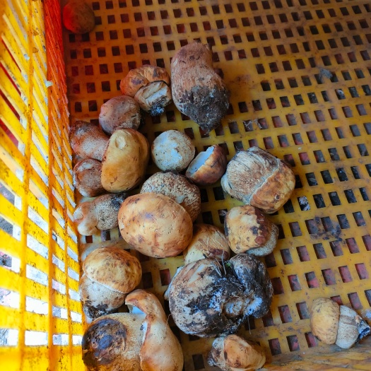 宁蒗县低价供应各种野生菌