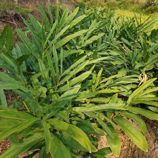 灵山县南姜苗山姜苗