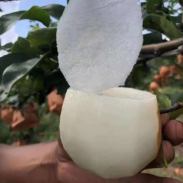 秋月梨苗批发