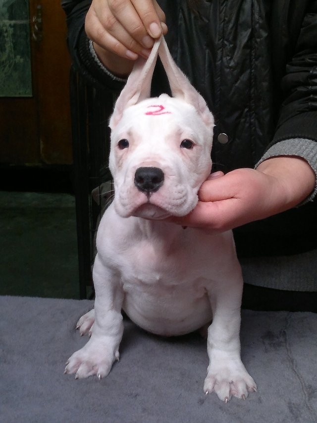 杜高犬，纯种杜高犬，聪明持久的耐力和战斗力，优秀的狩猎战将