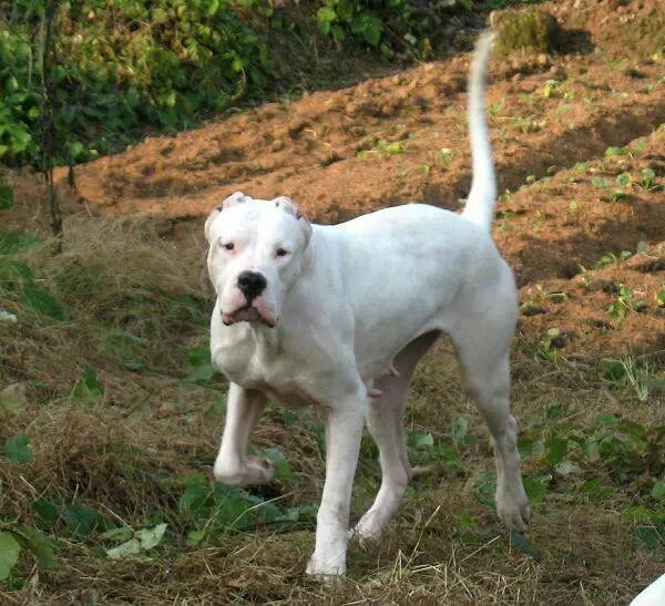 杜高犬，纯种杜高犬，聪明持久的耐力和战斗力，优秀的狩猎战将
