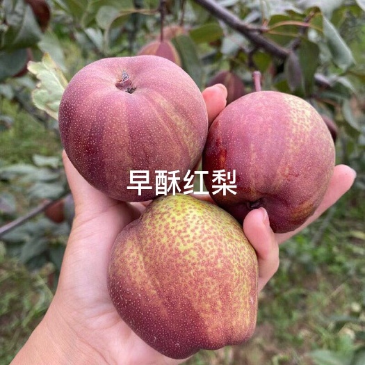 泰安早酥红梨树苗  基地直销  纯度有保证 免费指导管理