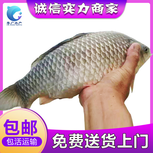 场地直销中科五号鲫鱼苗  量大从优 免费送货上门