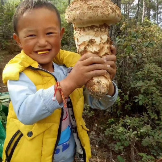 鲜松茸 松茸