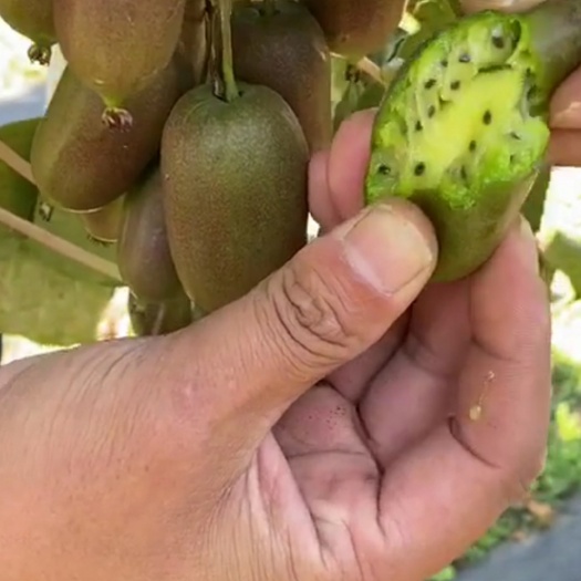 营口软枣猕猴桃苗  （纯真种苗）软枣猕猴桃树苗  奇异莓苗