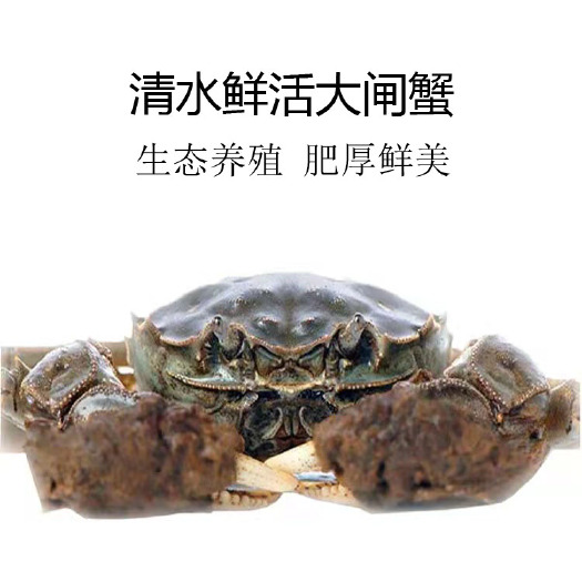 【推荐】湖北洪湖大闸蟹养殖批发公蟹母蟹规格齐全 塘口大量出货