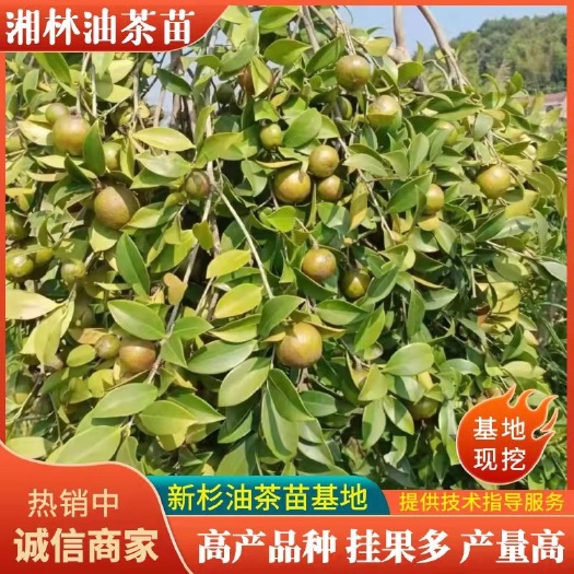 攸县油茶树苗  湘林长林系列嫁接油茶苗坏苗包赔，量大可开三证一签
