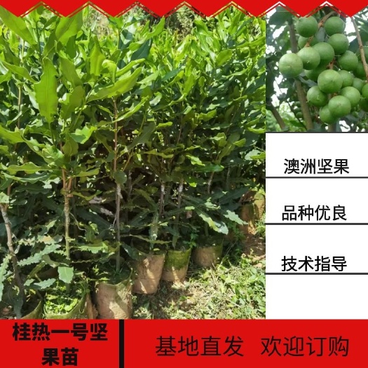 灵山县夏威夷果苗  澳洲坚果苗、澳洲坚果桂热一号嫁接苗、坚果OC嫁