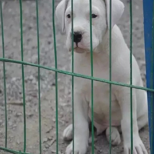 梁山县纯种杜高犬幼犬活体，阿根廷杜高犬活体，大型犬。