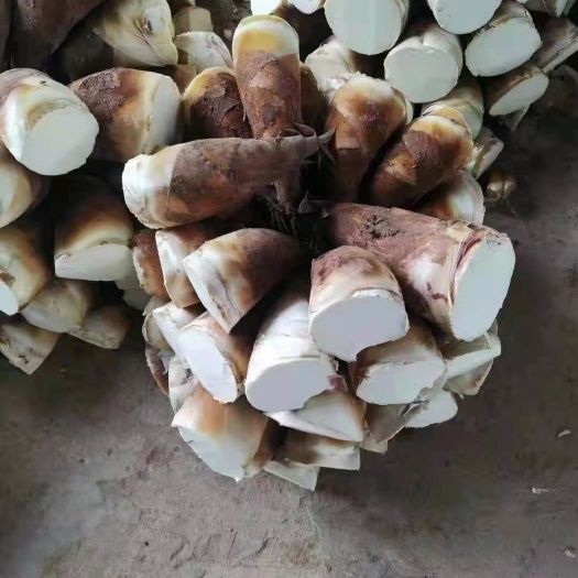昆明云南新鲜甜竹笋直发 根茎蔬菜农家现挖现发 云南特产