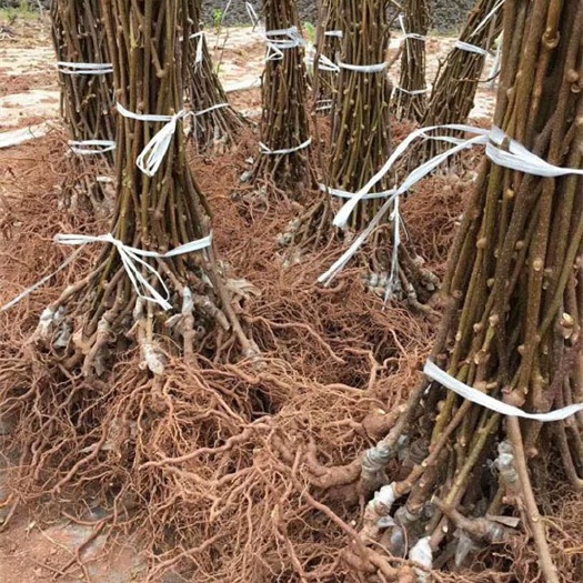 苍溪县苍溪红心猕猴桃苗 基地直发，高成活率红心猕猴桃上架树