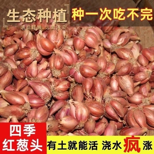 周口红葱头种黄葱头种夏秋季种植高产小香葱种子种头